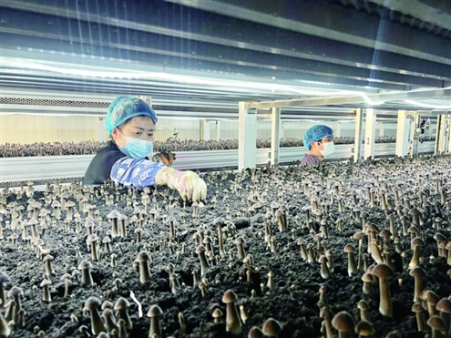 丁庄村黑皮鸡枞菌种植基地内工人正在采摘菌菇新华社发